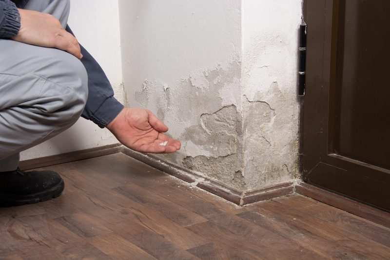 mold remediation company